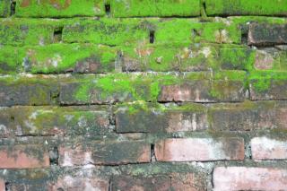 brick-and-moss-wall-texture-green_19-140299